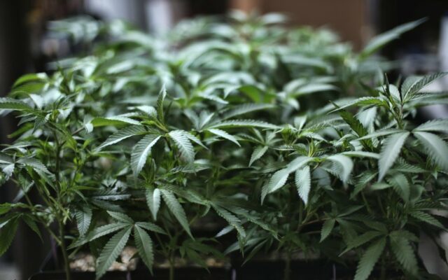 Hagedorn: “Gateway Drug” Marijuana Contributes To Lawlessness
