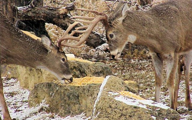 DNR temporarily bans movement of farmed deer in Minnesota