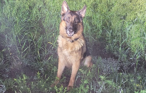 Windom K9 unit helps Yellow Medicine County law enforcement find evidence in beanfield