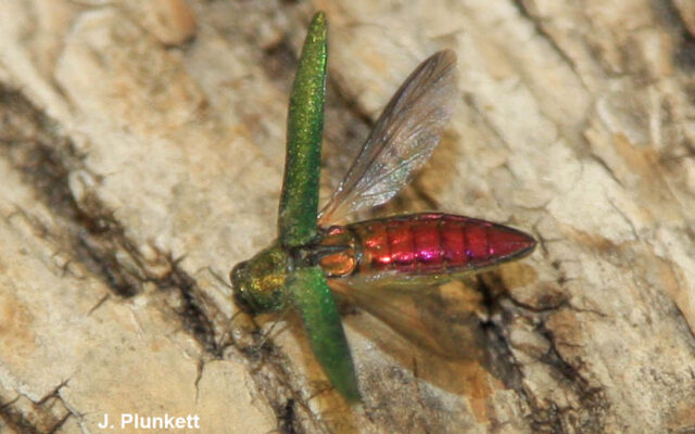 Emerald Ash Borer Found in Redwood County; emergency quarantines on wood movement put in place