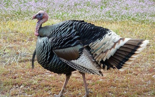 Low Pathogenic Avian Flu Found In Kandiyohi County Turkey Flock