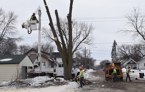 Tree removal in Redwood Falls first part of upcoming $2.7 Drew Street reconstruction
