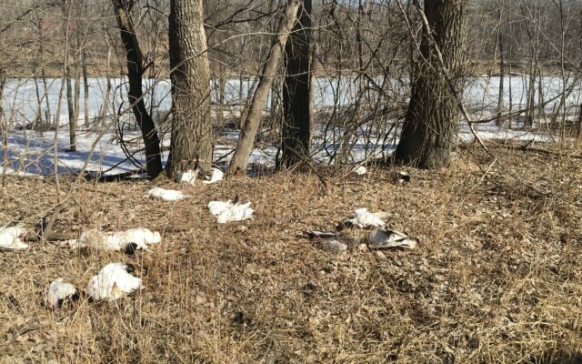 DNR Seeks Info On Dead Snow Geese Dumped At Courtland Boat Landing