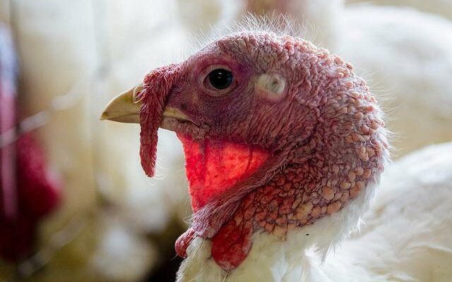 Fourth Kandiyohi County turkey flock reported Tuesday with bird flu