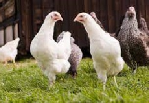Bird flu slowing down as temperatures rise