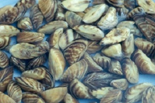 Zebra mussels confirmed in Long Lake in Kandiyohi County