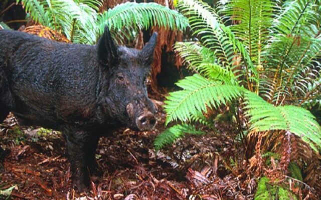 MN DNR captures feral pigs near Blue Earth
