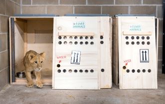 Four lion cubs saved from war in Ukraine arrive at Minnesota sanctuary