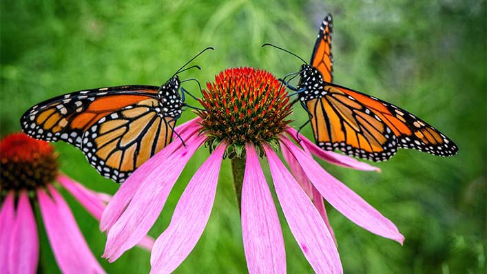 <h1 class="tribe-events-single-event-title">Hospice Annual Butterfly Release</h1>