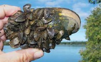 Zebra mussels confirmed in Scandinavian Lake in Pope County