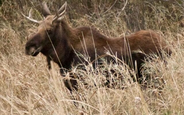 “Moose on the Loose” tracked across central Minnesota