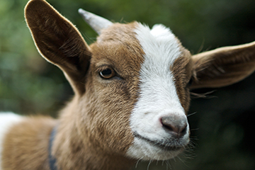 Stevens County goat tests positive for avian influenza; first non-avian species found