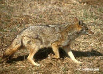 Windom police warning public after apparent coyote attack